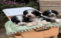 Bernedoodle dogs for sale: Bernadoodle 4 male home bred puppies  - Image 16
