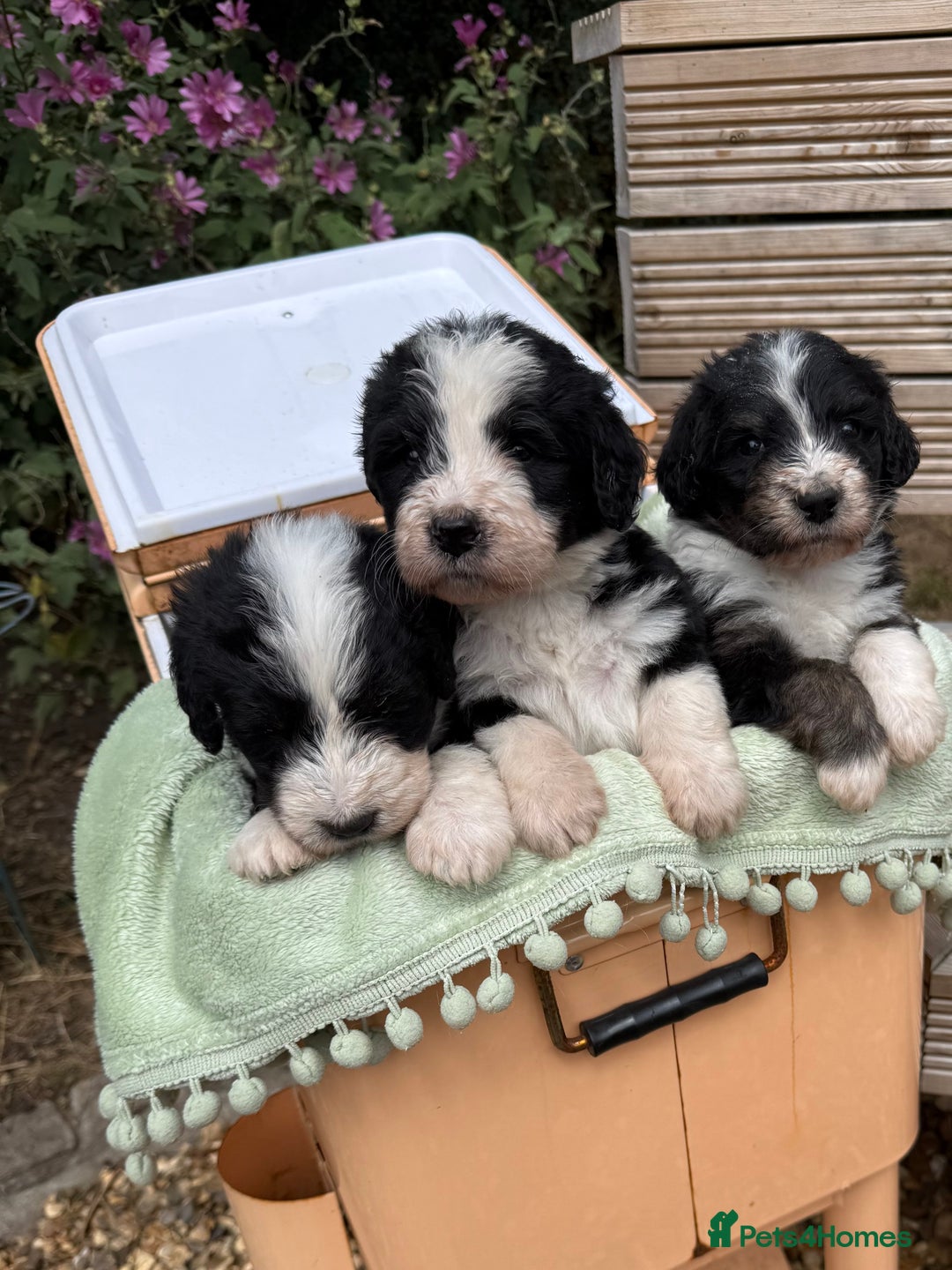 Bernedoodle dogs for sale: Bernadoodle 4 male home bred puppies  - Image 16