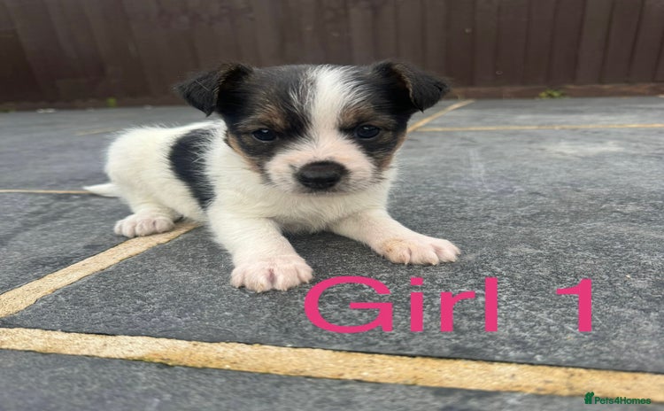 Mixed Breed dogs - Advert 1