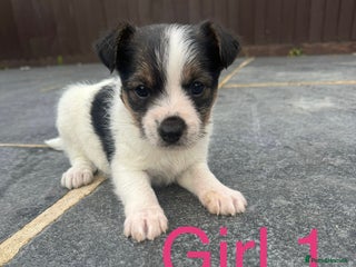 Mixed Breed dogs for sale - Advert 1