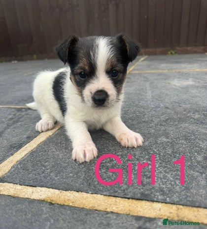 Mixed Breed dogs - Advert 1