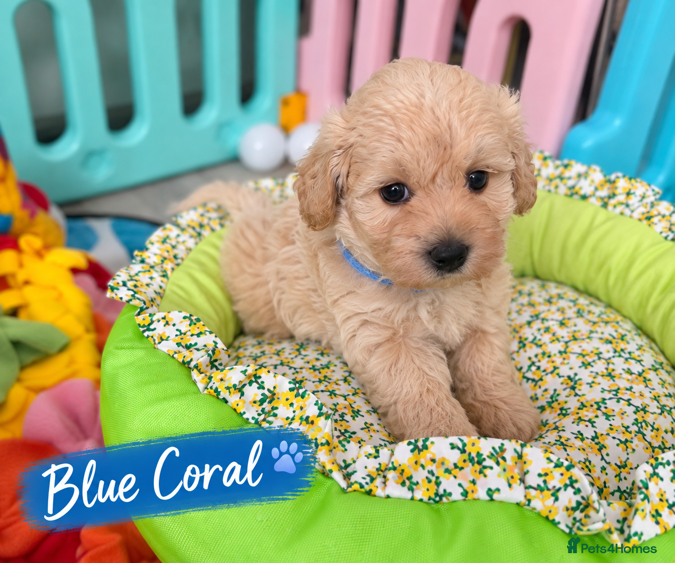 Maltipoo dogs Beautiful F1 Maltipoo Puppies  - Advert 2