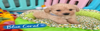 Maltipoo 4