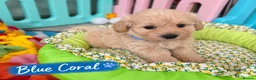 Maltipoo dogs for sale: Beautiful F1 Maltipoo Puppies  - Advert 2