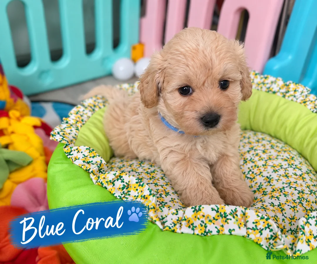 Maltipoo dogs for sale: Beautiful F1 Maltipoo Puppies  - Advert 2