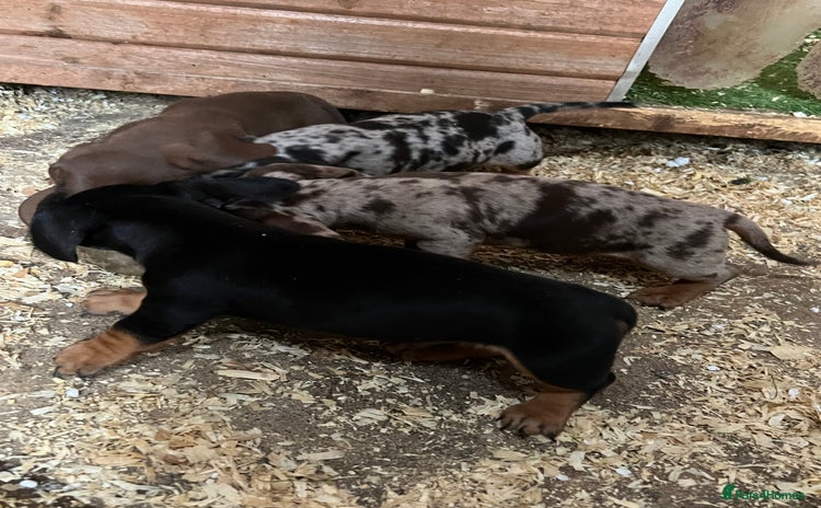 Dachshund dogs - Advert 3