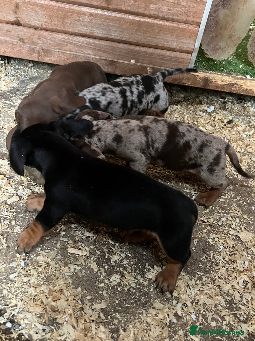 Dachshund dogs for sale: Miniature dachshund - Image 8