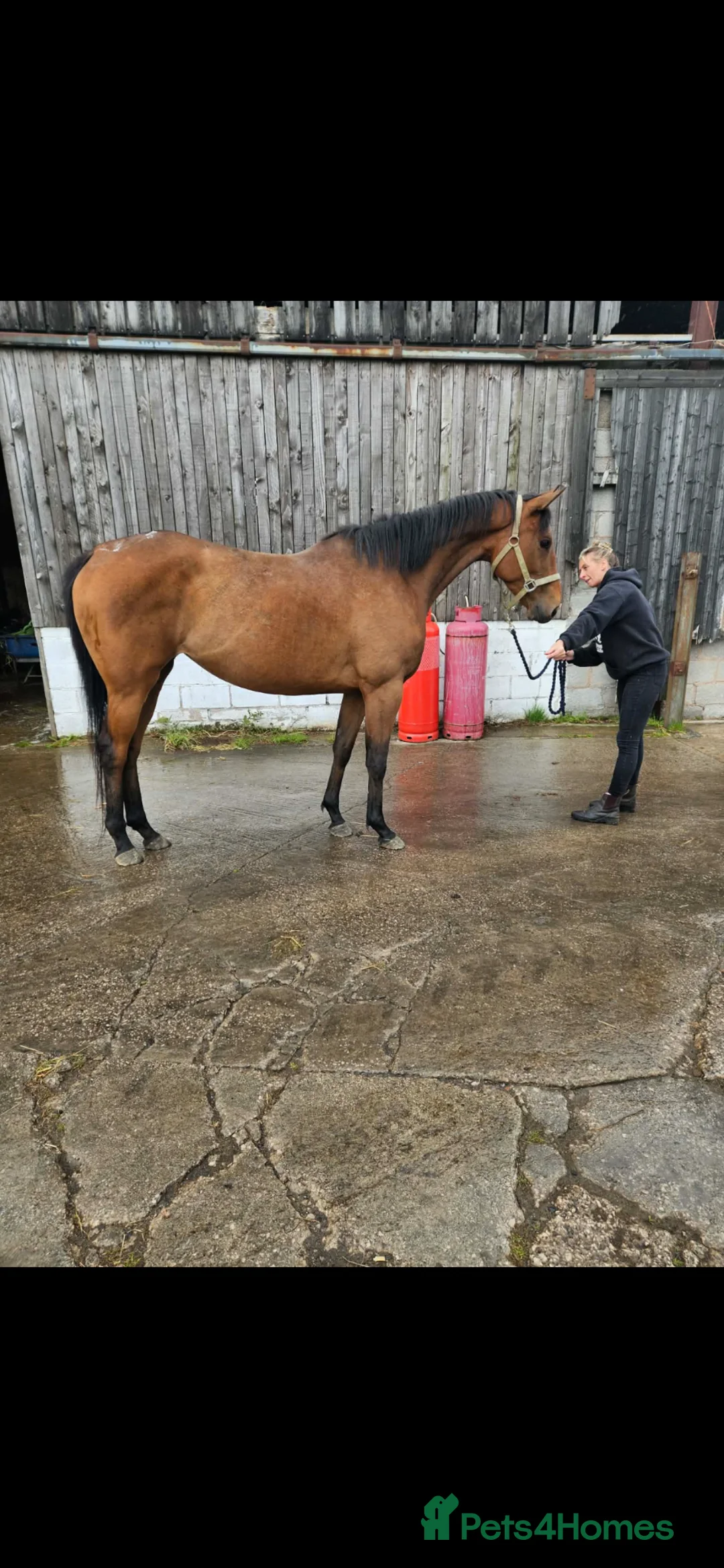 English Thoroughbred horses for sale: Beautiful blank canvas  in Frodsham - Advert 1