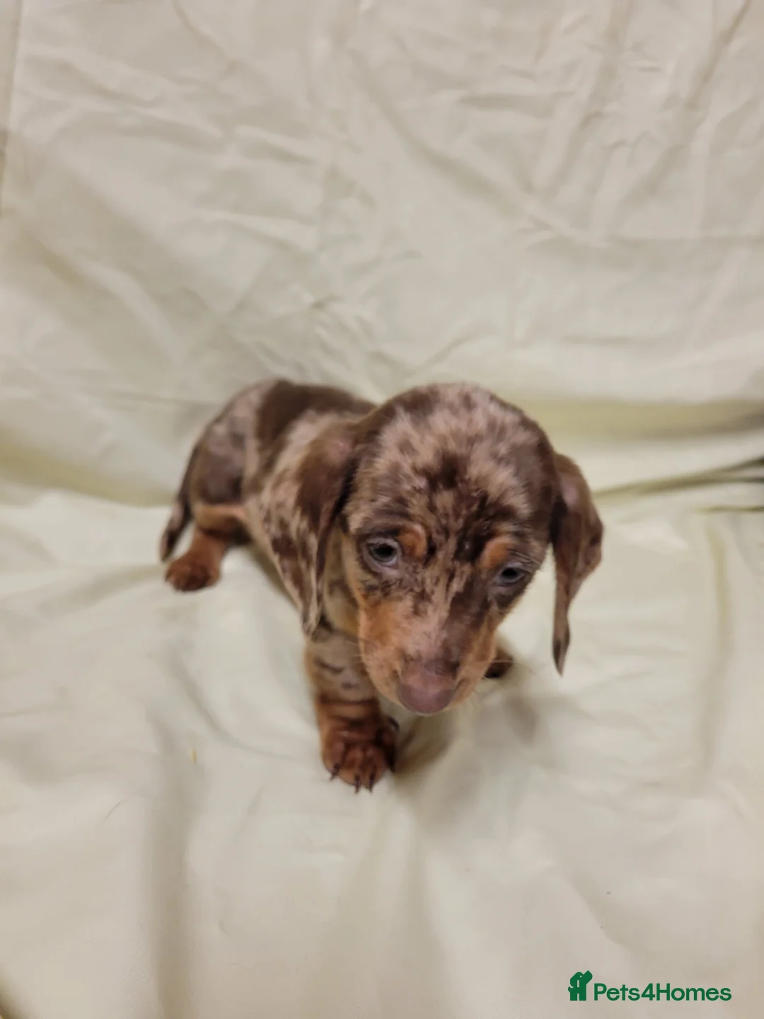 Miniature Dachshund dogs for sale: Miniature Dachshund Puppies for Sale - Advert 3