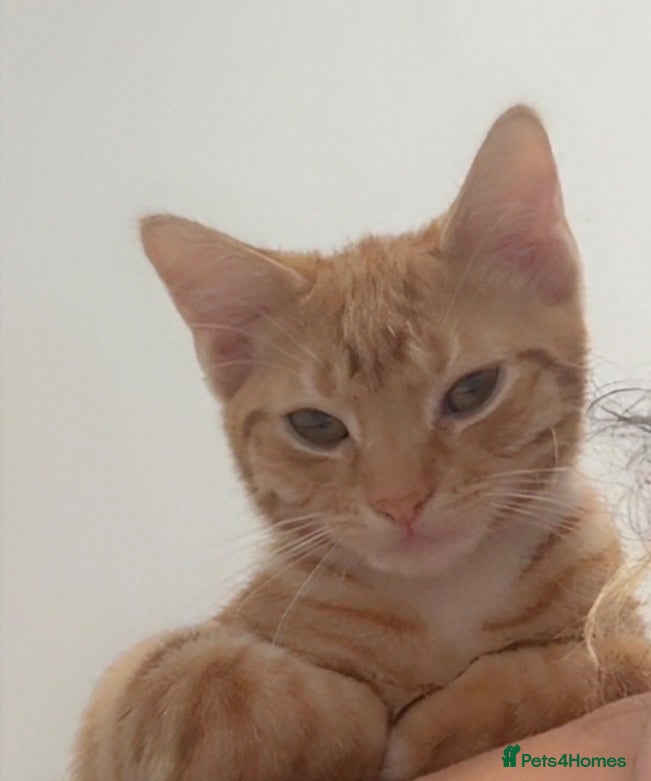 Domestic Shorthair cats Adorable ginger kitten - Super Cuddly 🧡 - Advert 15