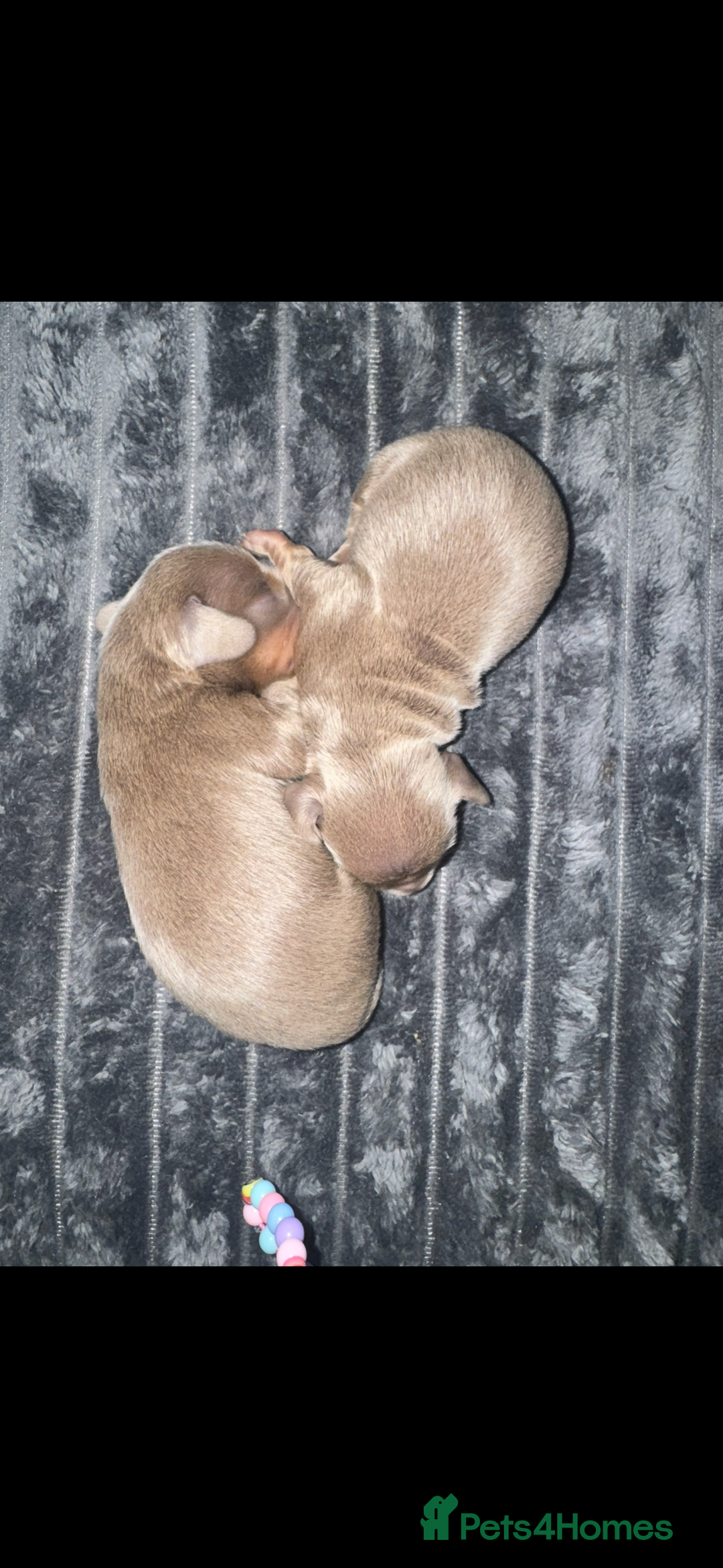 Miniature Dachshund dogs for sale: Miniature dachshunds - Image 5