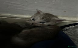 Maine Coon cats for sale: Beautiful mainecoon kits  - Image 2