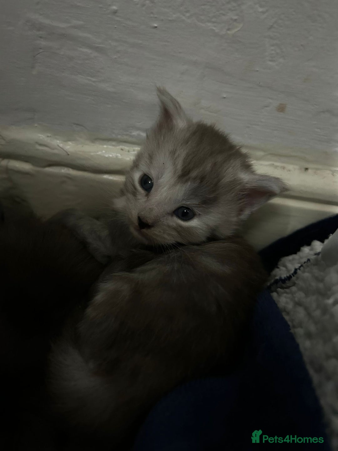 Maine Coon cats for sale: Beautiful mainecoon kits  - Image 2