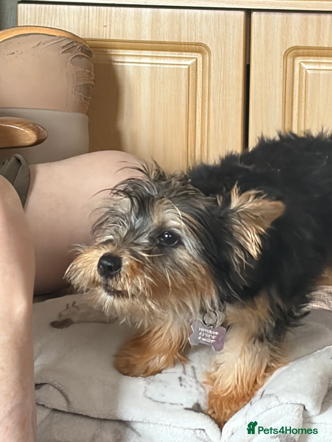 Yorkshire Terrier dogs for sale: Girl puppy - Advert 2
