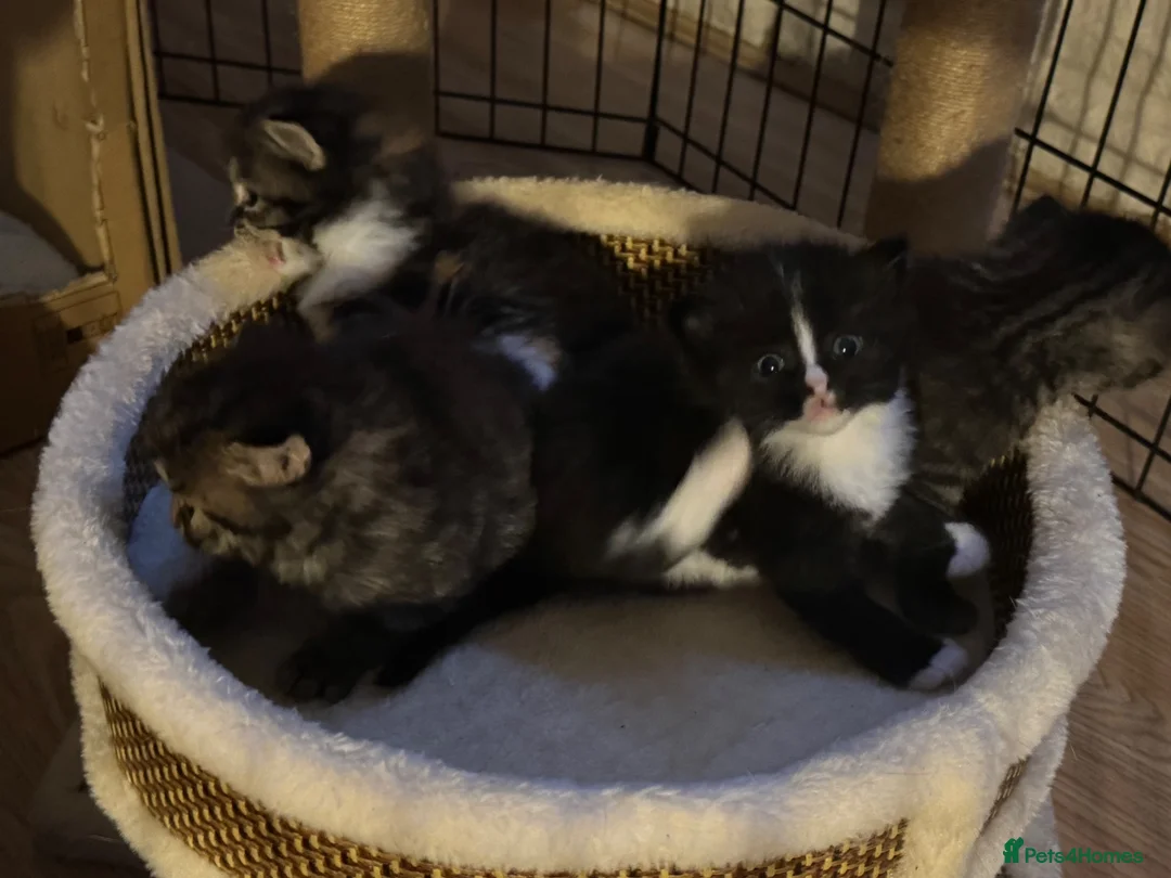 British Shorthair cats for sale: Beautiful fluffy kittens  in Margate - Advert 5