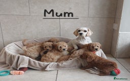 Cavachon dogs for sale: Beautiful Cavapoochons 🥰 - Image 13