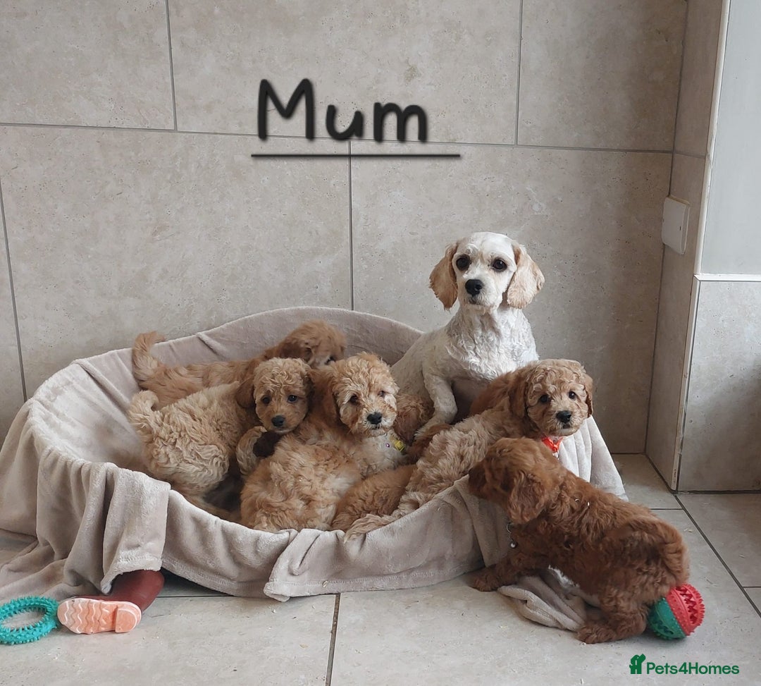 Cavachon dogs for sale: Beautiful Cavapoochons 🥰 - Image 13