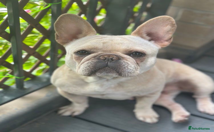 French Bulldog dogs - Advert 1
