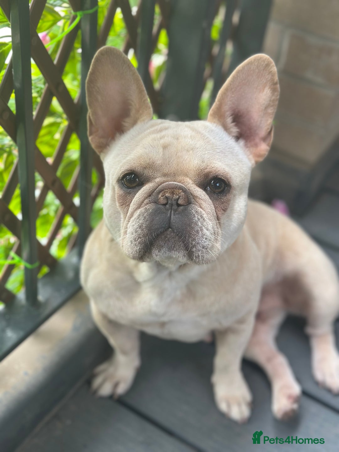 French Bulldog dogs for sale: French bulldog - Image 1
