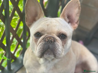 French Bulldog dogs - Advert 24