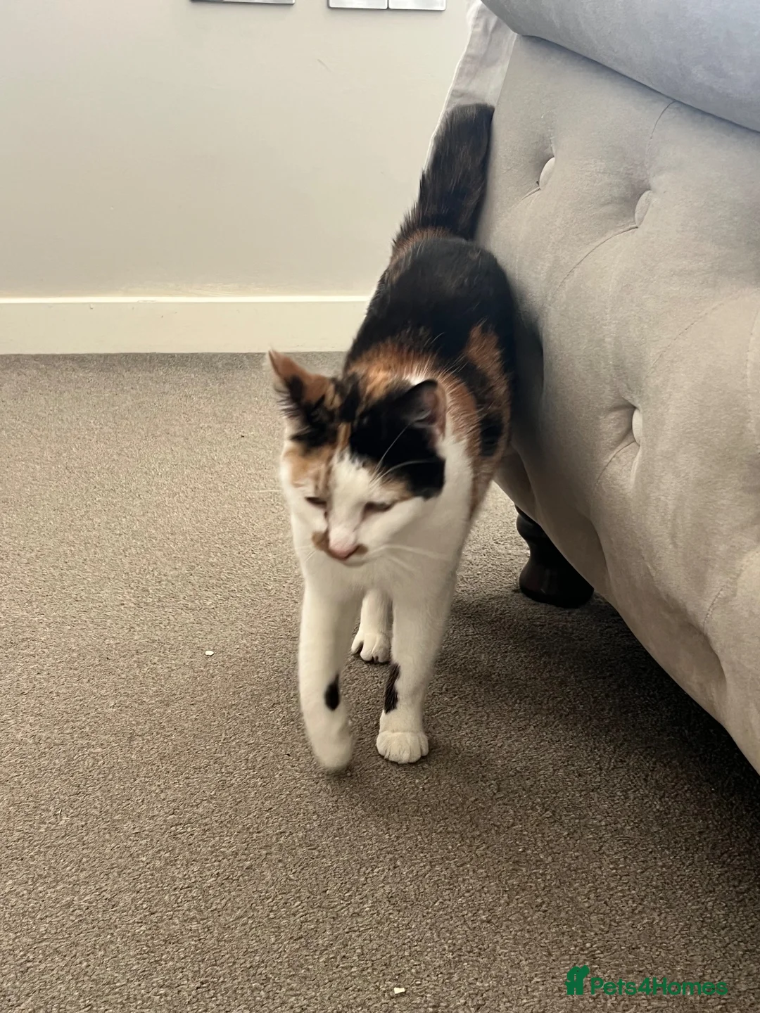 Mixed Breed cats for sale: peaches URGENT FREE in Exeter - Advert 3