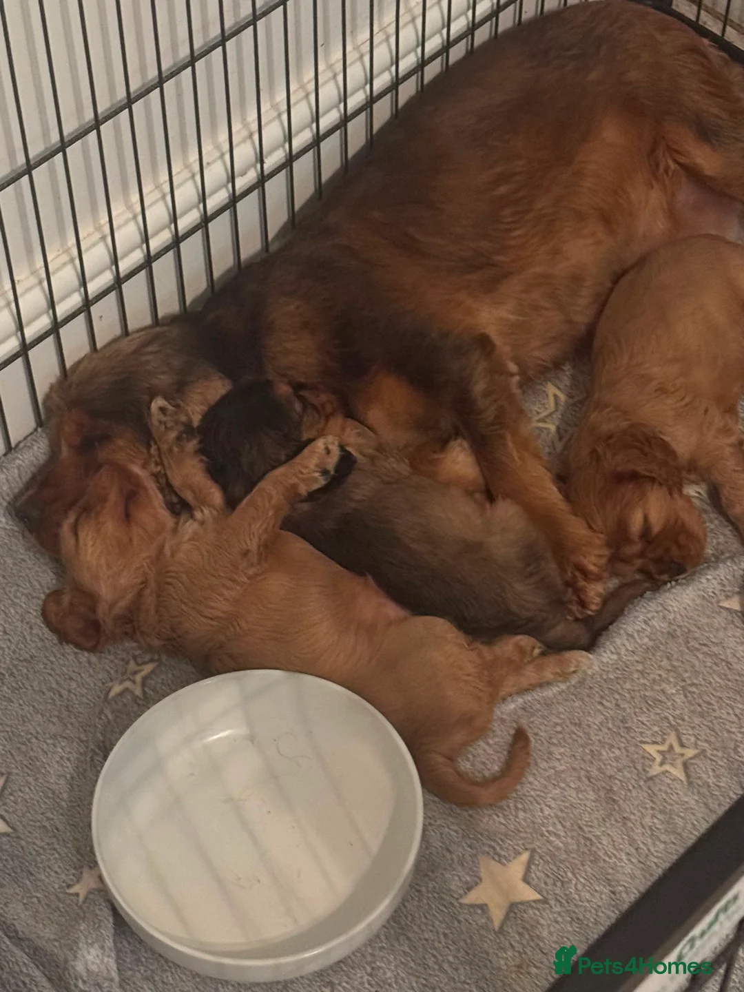 Cocker Spaniel dogs for sale: Beautiful cocker spaniels puppies 💙❤️ - Advert 2