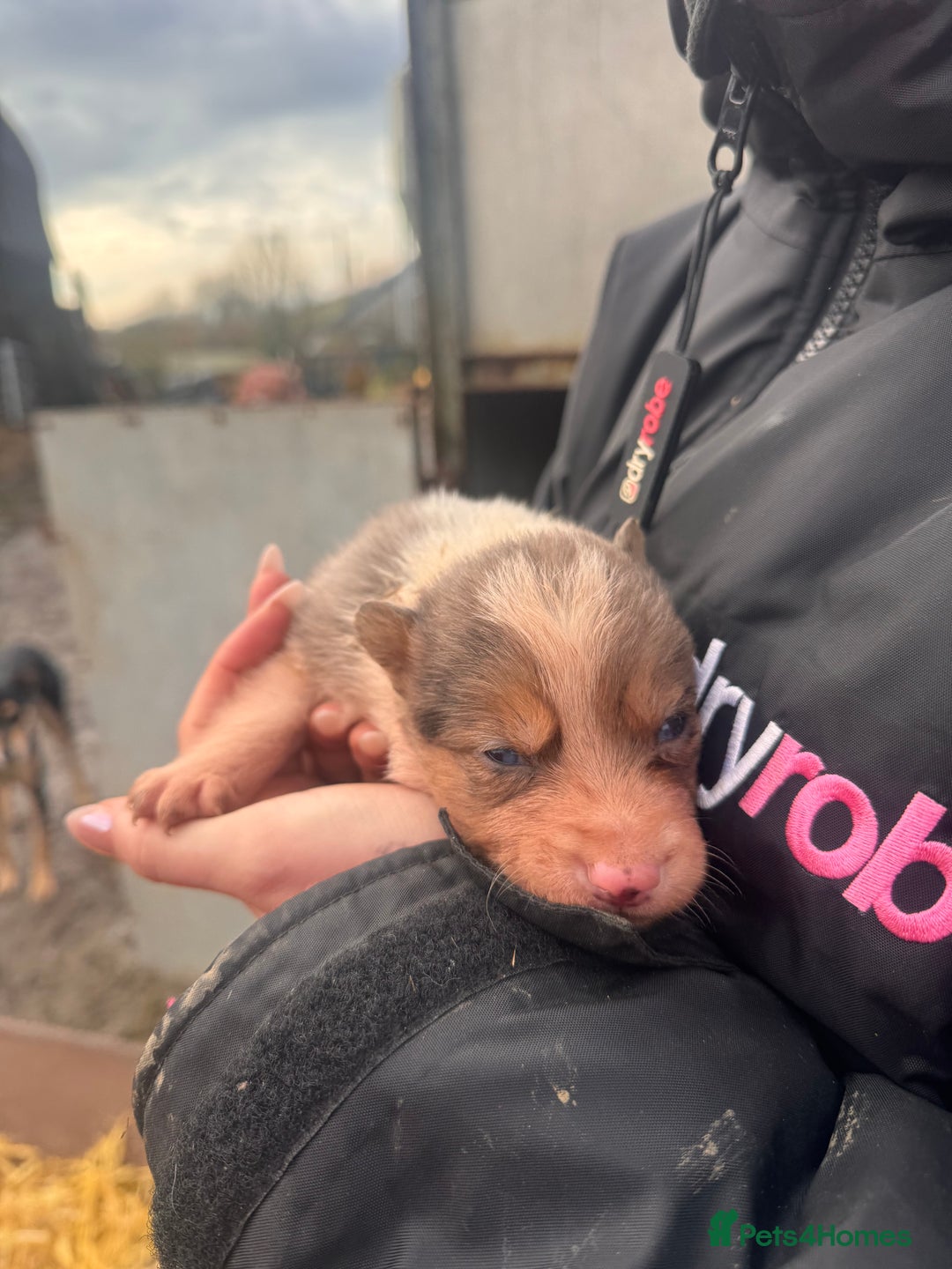 Border Collie dogs for sale: Blue merle collies - Advert 15