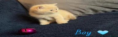 British Shorthair 1