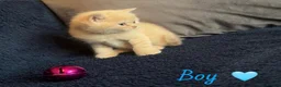 British Shorthair cats for sale: GCCF REGISTERED BRITISH SHORTHAIRS - Advert 14