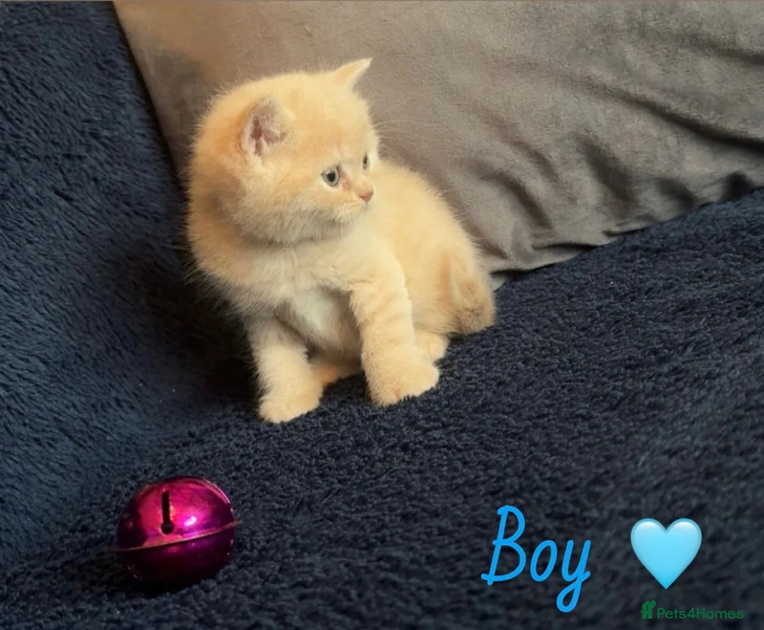 British Shorthair cats for sale: GCCF REGISTERED BRITISH SHORTHAIRS - Advert 14