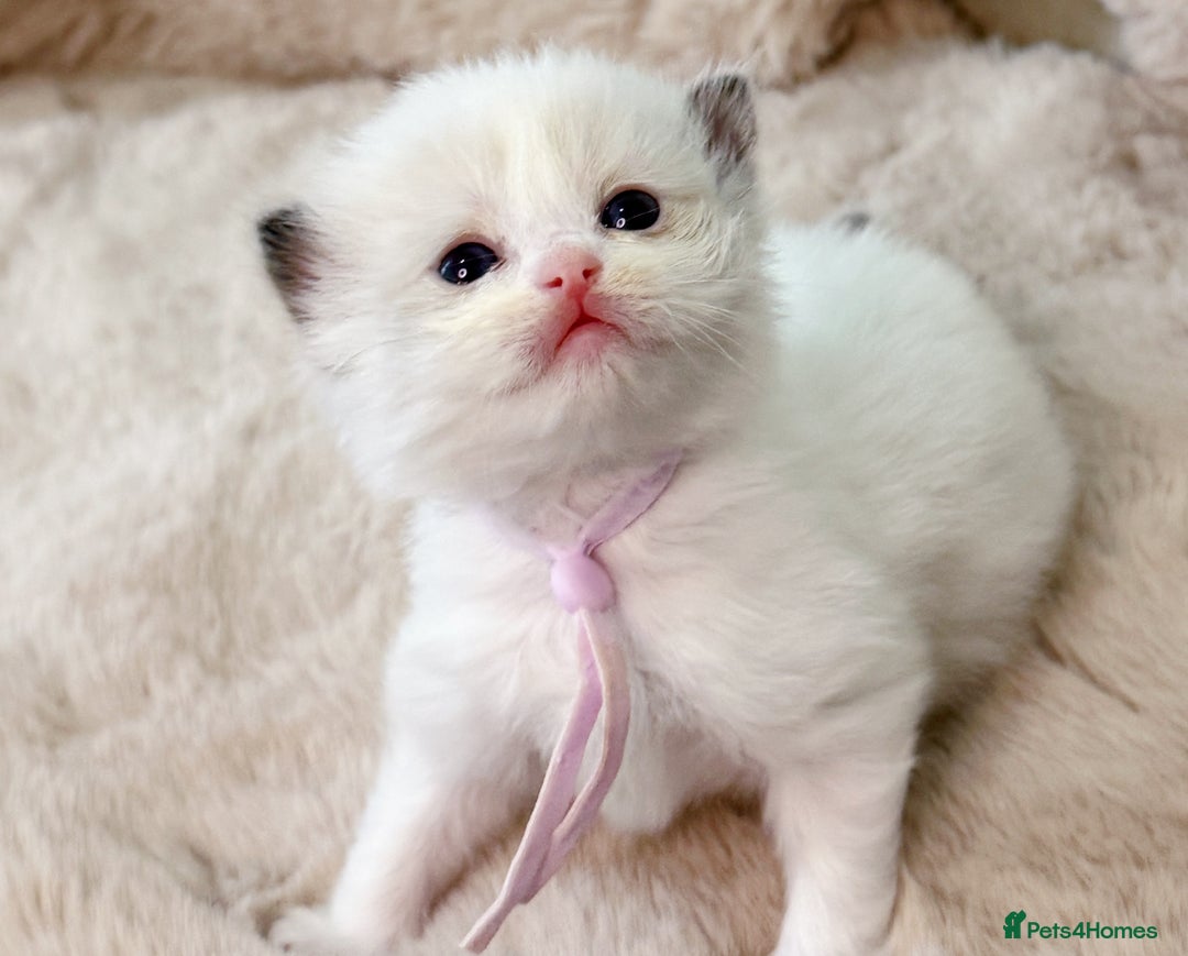Ragdoll cats for sale: ✨ 4 Gorgeous Ragdoll Kittens ✨ - Advert 5