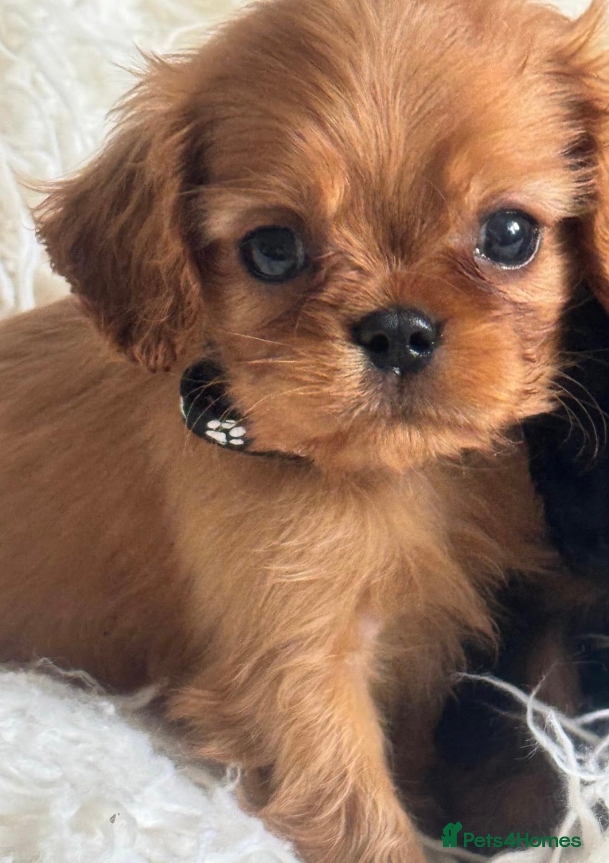 Cavalier King Charles Spaniel dogs Ready now Cavalier King Charles spaniel  - Advert 3