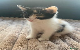 Mixed Breed cats for sale: 4 stunning babies READY NOW Calico and black&white - Image 16
