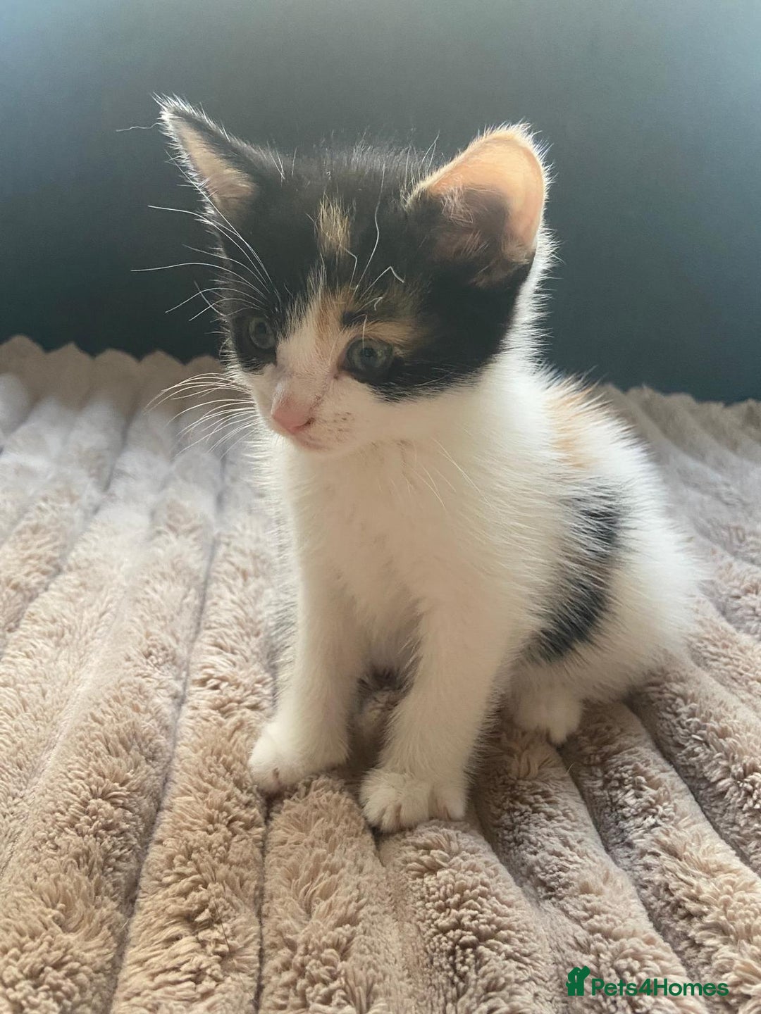 Mixed Breed cats for sale: 4 stunning babies READY NOW Calico and black&white - Image 16
