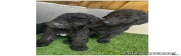 Labradoodle dogs for sale: Chunky health tested f1bb standard labradoodles  - Advert 13