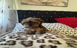 Yorkshire Terrier dogs for sale: Puppies for sale  - Image 18