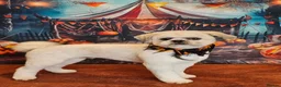 Shih Tzu dogs for sale: For sale Shih Tzu - Advert 2
