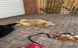 Chow Chow dogs for sale:  🐾 LAST TWO Ready to go STUNNING GIRL chow chows* - Image 26