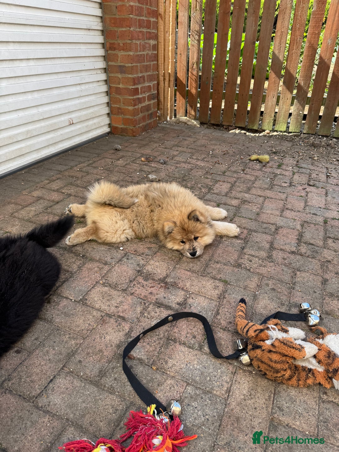 Chow Chow dogs for sale:  🐾 LAST TWO Ready to go STUNNING GIRL chow chows* - Image 26