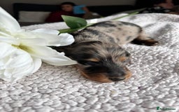 Miniature Dachshund dogs for sale: Miniature long-haired dachshunds - Image 32
