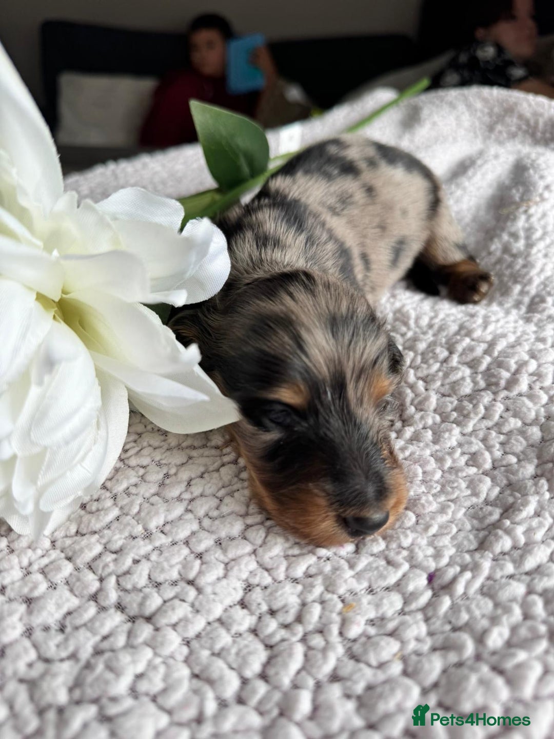 Miniature Dachshund dogs for sale: Miniature long-haired dachshunds - Image 32