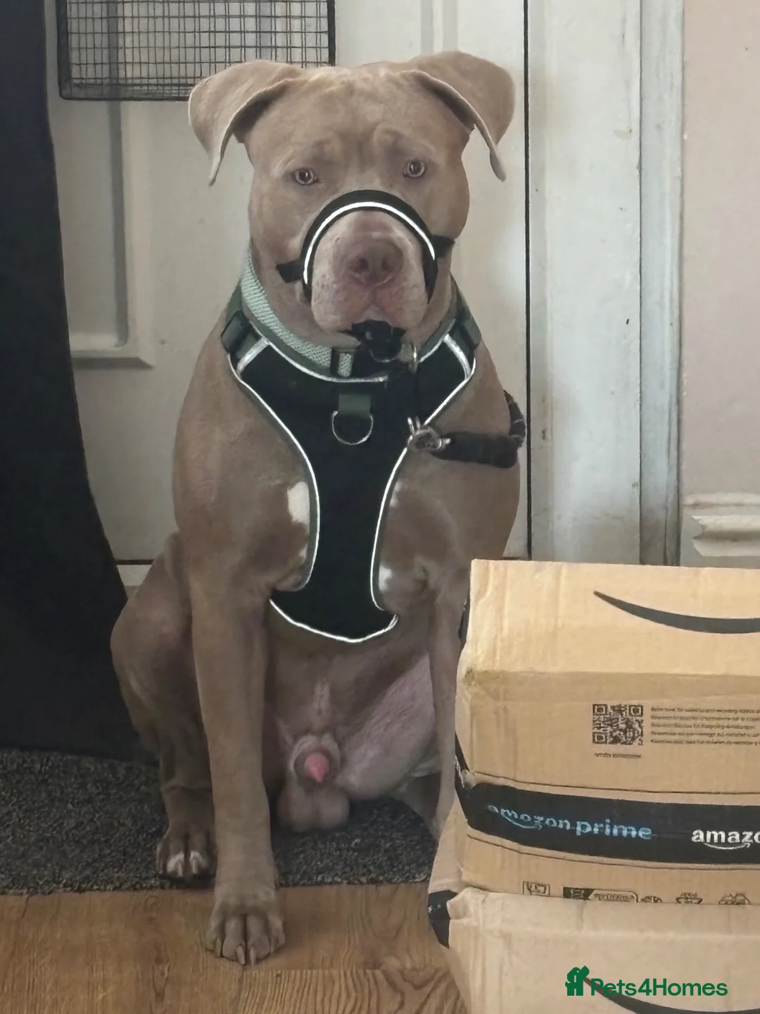 Mixed Breed dogs for sale: 9 month old Cane corso cross pittbull in Alfreton - Advert 2