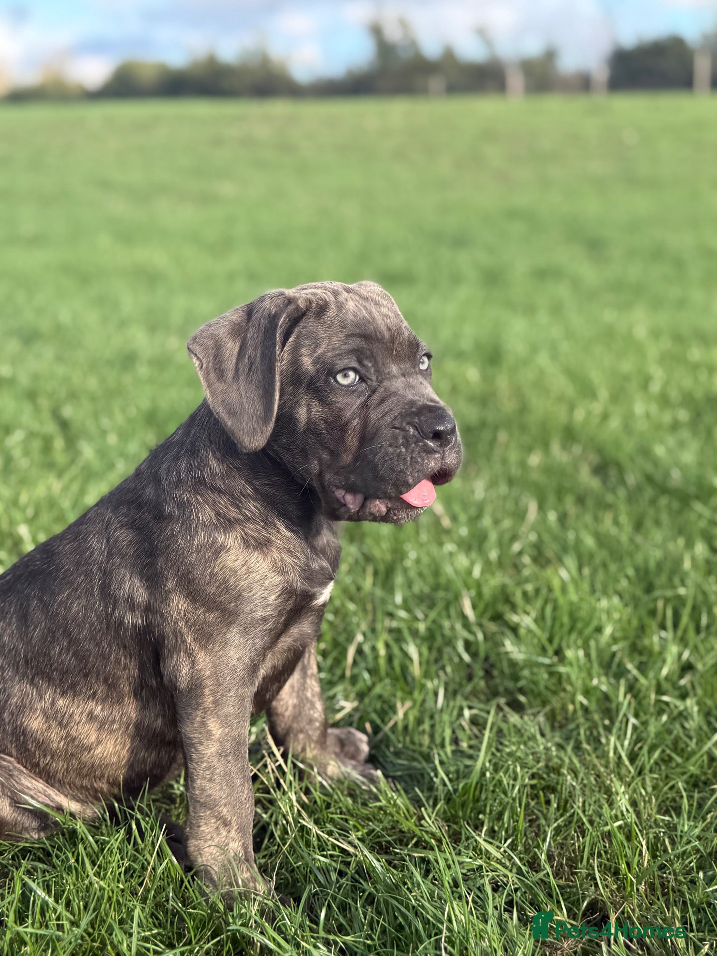 Cane Corso dogs ‼️Offers Welcme‼️ Balestra Magica Corso FCI - Advert 1