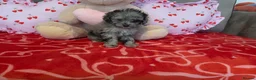 Toy Poodle dogs for sale: Gorgeous littler of x ** mall toy poodles  - Advert 10