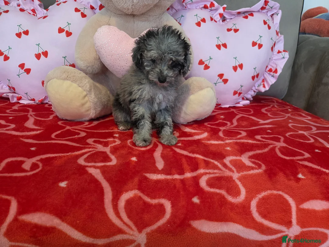 Toy Poodle dogs for sale: Gorgeous littler of x ** mall toy poodles  - Advert 10