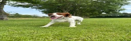 Cocker Spaniel dogs for stud: Rodney-Cocker Spaniel Stud!!  - Advert 6