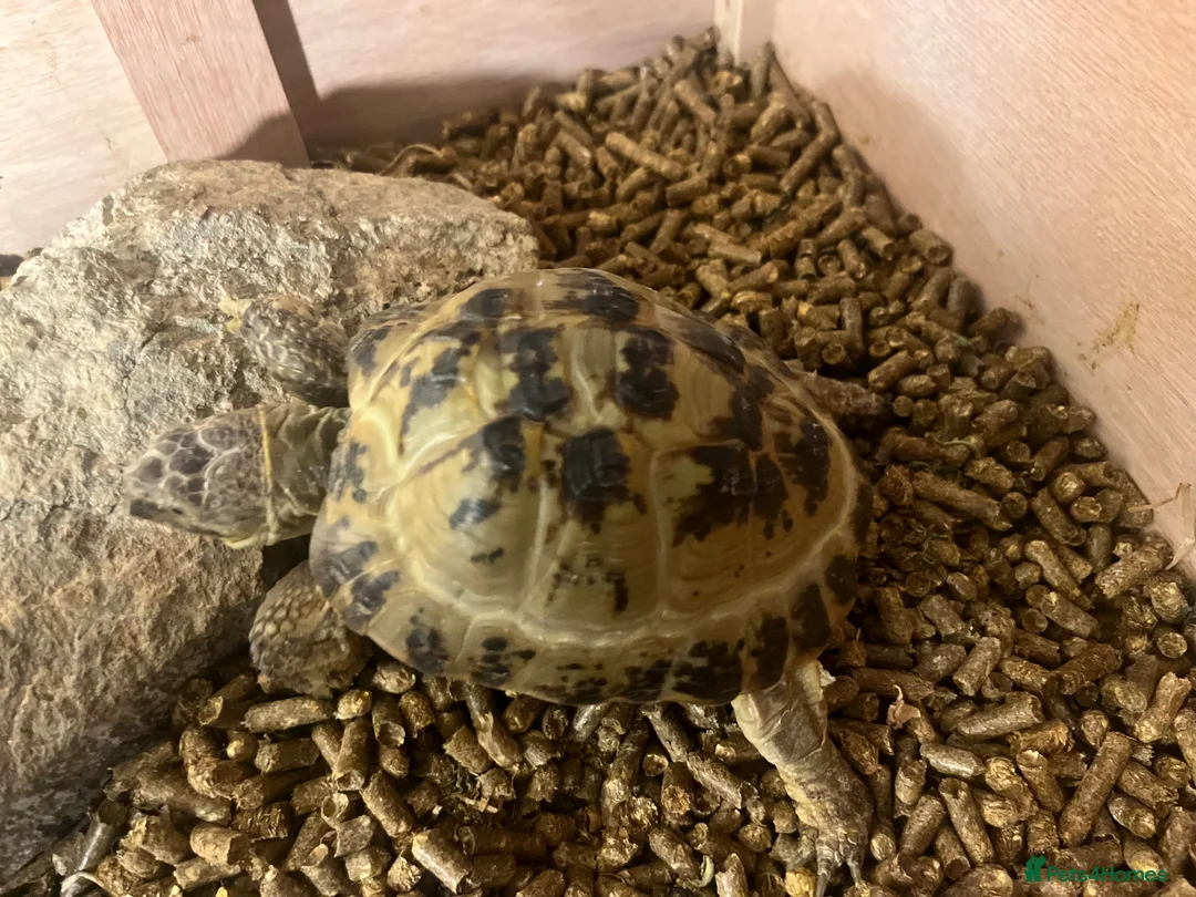 Tortoise reptiles for sale: Horsefield Tortoise 🐢  - Advert 2