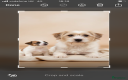 Jack Russell dogs for sale:         Stunning Jack  Russell   - Advert 4