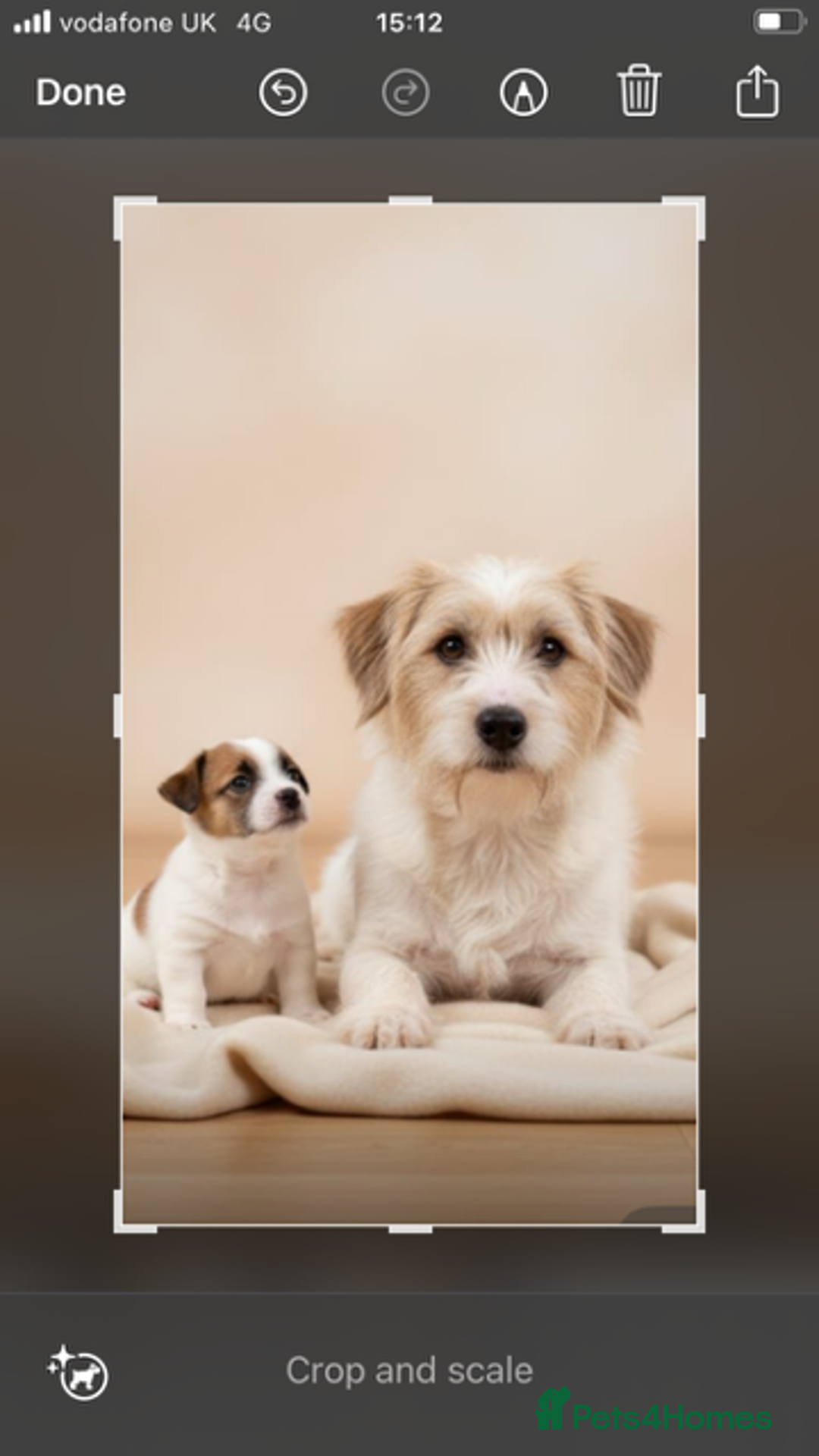 Jack Russell dogs for sale:         Stunning Jack  Russell   - Advert 4