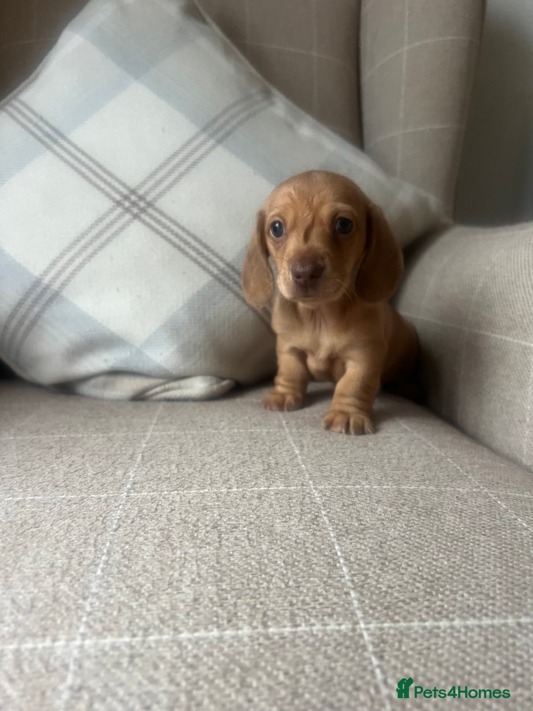 Dachshund dogs for sale: READY NOW OUTSTANDING PUPPIES  - Advert 6